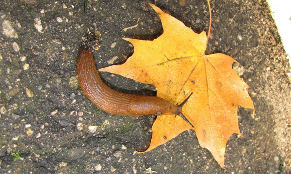 Как одолеть слизней: самые эффективные методы